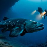 A true living fossil: French divers capture the first-ever images of an iconic species in the depths of Indonesian waters